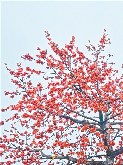 江門(mén)街頭木棉花紅似火。