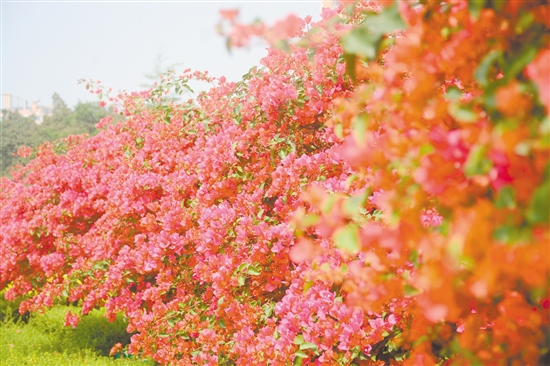東湖公園簕杜鵑盛放。
