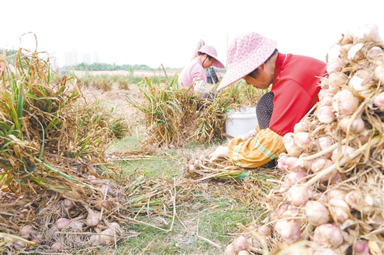 金山火蒜迎來收獲季，蒜農(nóng)們搶抓農(nóng)時，熟練地采挖、分揀、捆扎。