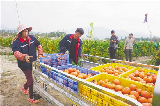 初春時(shí)節(jié)，臺(tái)山市各地迎來(lái)番茄豐收季。