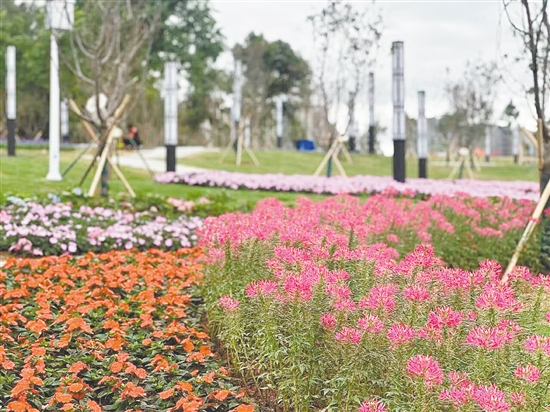 臺(tái)城南區(qū)山體公園穿上“花衣”。