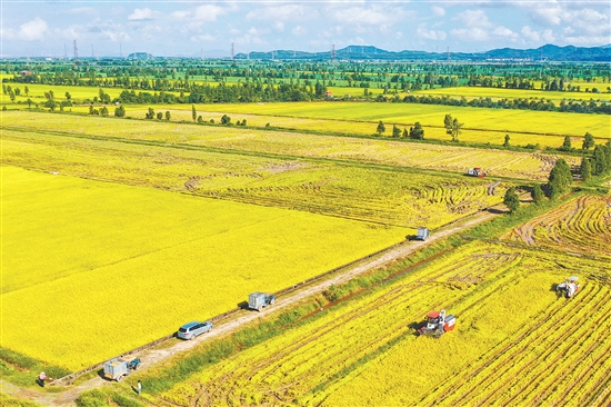 “廣東第一田”項目規(guī)劃總用地面積22.5萬畝。項目計劃建設(shè)糧食博覽會展服務(wù)區(qū)、糧食農(nóng)業(yè)科技示范區(qū)、糧食主題農(nóng)業(yè)景區(qū)，開展莘村風(fēng)貌提升等內(nèi)容，建成后塑造“廣東第一田”品牌，助力都斛鎮(zhèn)農(nóng)文旅高質(zhì)量發(fā)展。