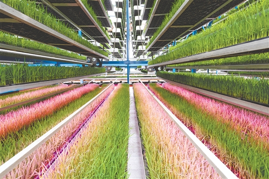 天禾智慧農(nóng)場是一個現(xiàn)代化標準種植基地，以“少人化作業(yè)、數(shù)字化生產(chǎn)”為核心目標。這是廣東供銷天禾臺山育秧中心。