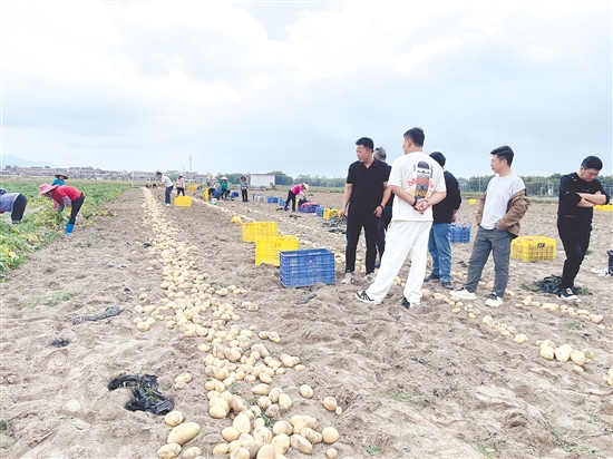 客商走進(jìn)恩平田間地頭，了解馬鈴薯種植情況。