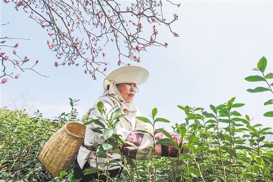 圖為3月10日，在武義縣更香有機(jī)茶園內(nèi)，采茶工在采摘今年首批春茶。新華社發(fā)