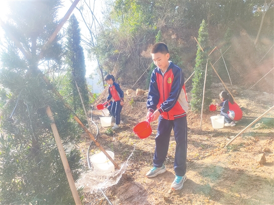 江海區(qū)麻二金紫學(xué)校學(xué)生栽種羅漢松。