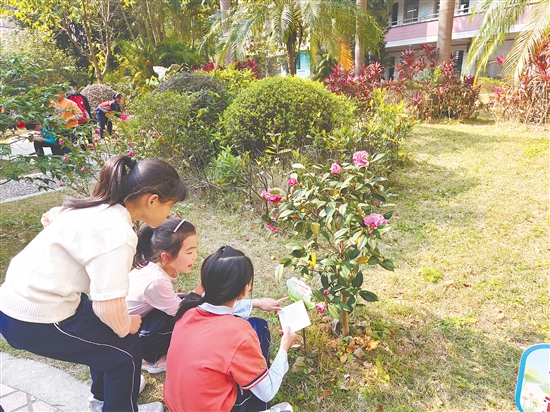 茶花融入培英小學(xué)日常教學(xué)。