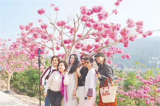 來(lái)蘇村憑借浪漫的紫花風(fēng)鈴木花海成功“出圈”。