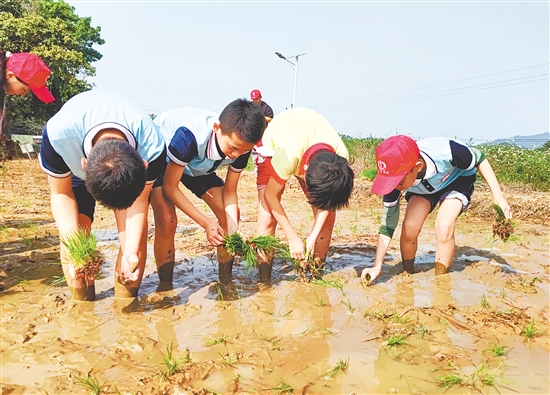 春日的臺山田野，一群身著校服的“小農(nóng)夫”，挽起褲腿下田插秧、鋤地播種。