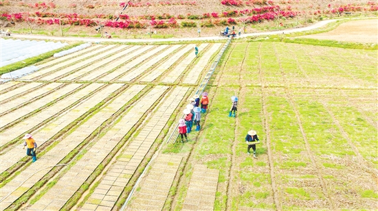 鶴山市宅梧鎮(zhèn)源林農(nóng)業(yè)育秧育種基地內(nèi)一片忙碌。