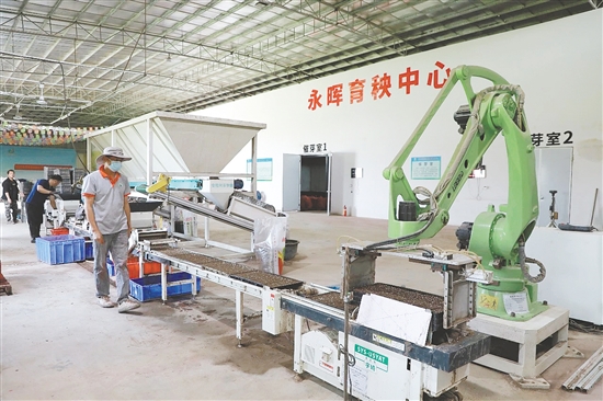 開平市永暉農(nóng)機專業(yè)合作社聯(lián)合社的育秧車間內(nèi)，全自動育秧機高效運轉。