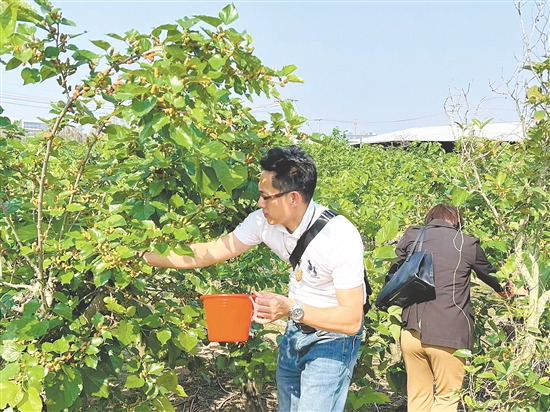 來(lái)自中山的游客體驗(yàn)摘桑果。