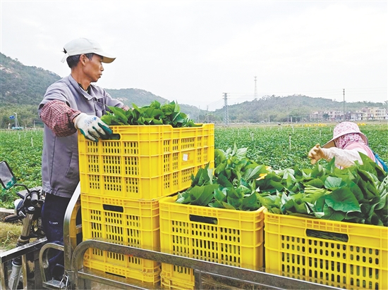 北陡鎮(zhèn)特色薯葉迎來豐收，實(shí)現(xiàn)產(chǎn)銷兩旺。