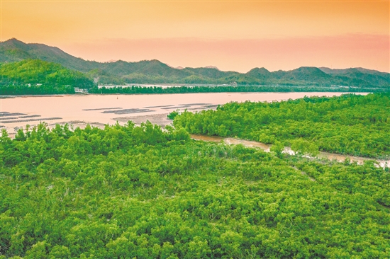 鎮(zhèn)海灣紅樹林國家濕地公園是寶貴的紅樹植物基因庫和鳥類棲息地。