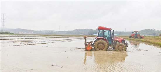 恩平市君堂鎮(zhèn)的田野中，農(nóng)機(jī)轟鳴。
