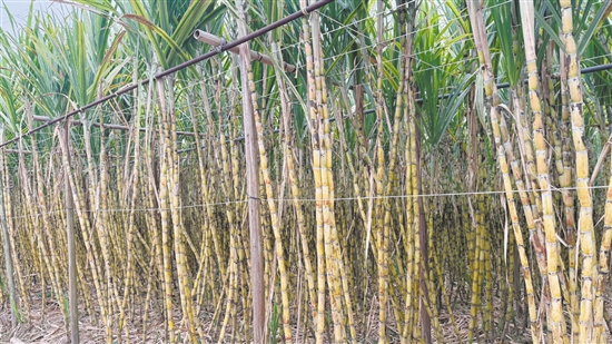 江門是廣東傳統(tǒng)的甘蔗產(chǎn)區(qū)，出產(chǎn)的黃皮果蔗以皮薄、汁多、脆甜、無(wú)渣聞名，曾遠(yuǎn)銷省內(nèi)外。