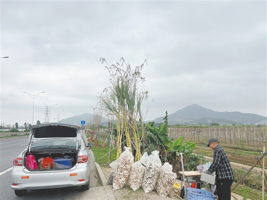 我市多地甘蔗出現(xiàn)滯銷，不少蔗農(nóng)在路邊擺起了臨時(shí)攤位。
