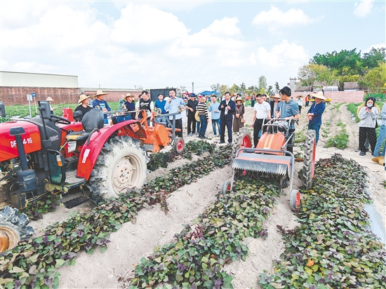 技術(shù)人員現(xiàn)場講解演示甘薯聯(lián)合收獲機(jī)等裝備的使用方法。