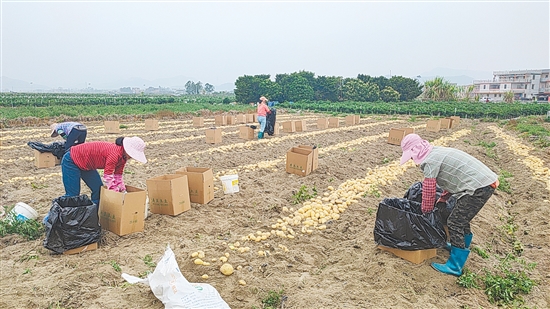 農(nóng)戶就地分揀、裝袋、轉(zhuǎn)運(yùn)，新鮮馬鈴薯陸續(xù)進(jìn)入市場(chǎng)與倉(cāng)儲(chǔ)環(huán)節(jié)。