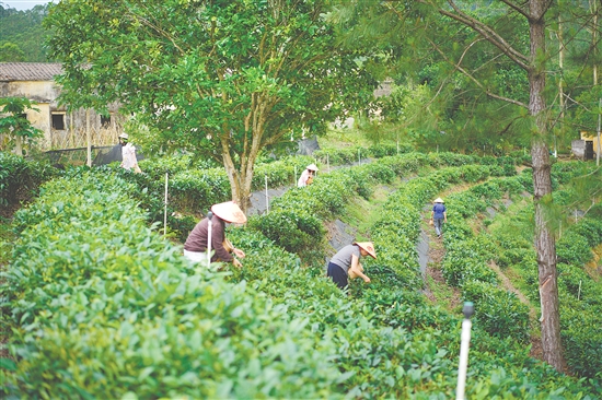 游客在黃亞山茶園體驗采摘春茶。