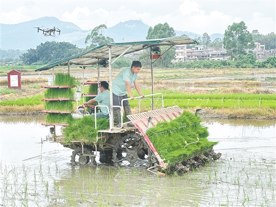 插秧機(jī)、無人機(jī)配合作業(yè)。