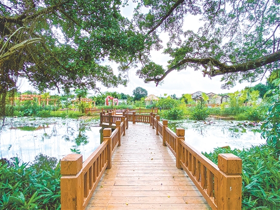 獨(dú)聯(lián)村打造大坑里榕樹公園，新建黑美山公園、靈菊公園等生態(tài)節(jié)點(diǎn)，處處見綠。