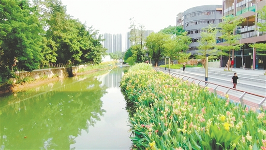 會城河經過升級改造，面貌煥然一新。