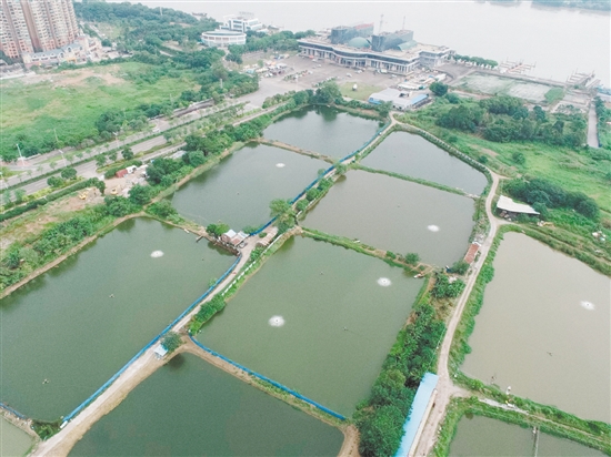 臨江路與金甌路交界西南側(cè)地塊位于外海港澳碼頭西側(cè)。