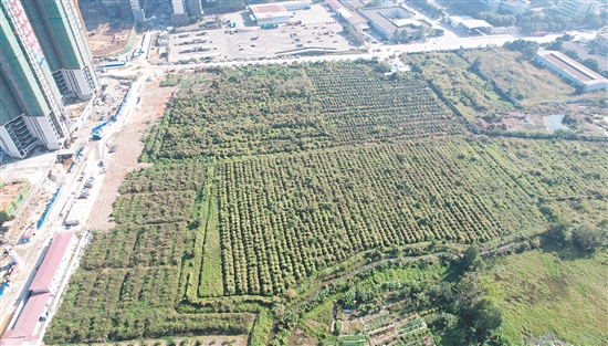 開平33號地成交溢價率為37.4%。