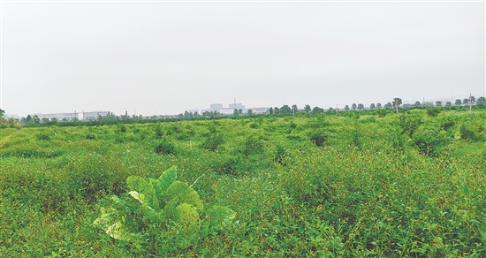 江門市JCR2025-194（新會26）號地。