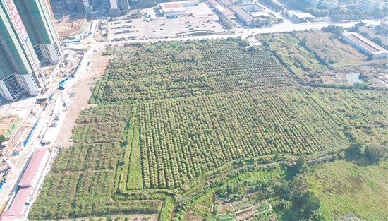 今年1月，匯峰地產(chǎn)以總價(jià)3.49億元拿下開(kāi)平33號(hào)地。